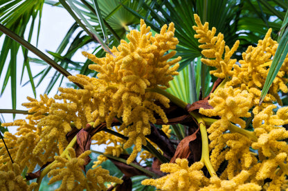 5 COMMON WINDMILL PALM Trachycarpus Fortunei Hardy Chusan Palm Tree Sun Shade Houseplant Seeds