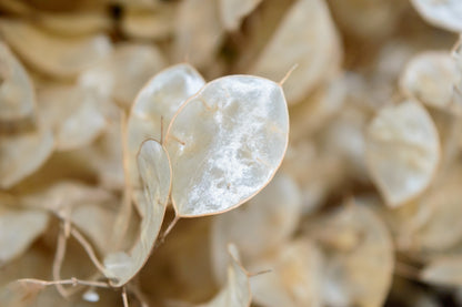 100 LUNARIA Biennis ( MONEY PLANT / Silver Dollar / Honesty / Moonwort / L Annua ) Flower Seeds