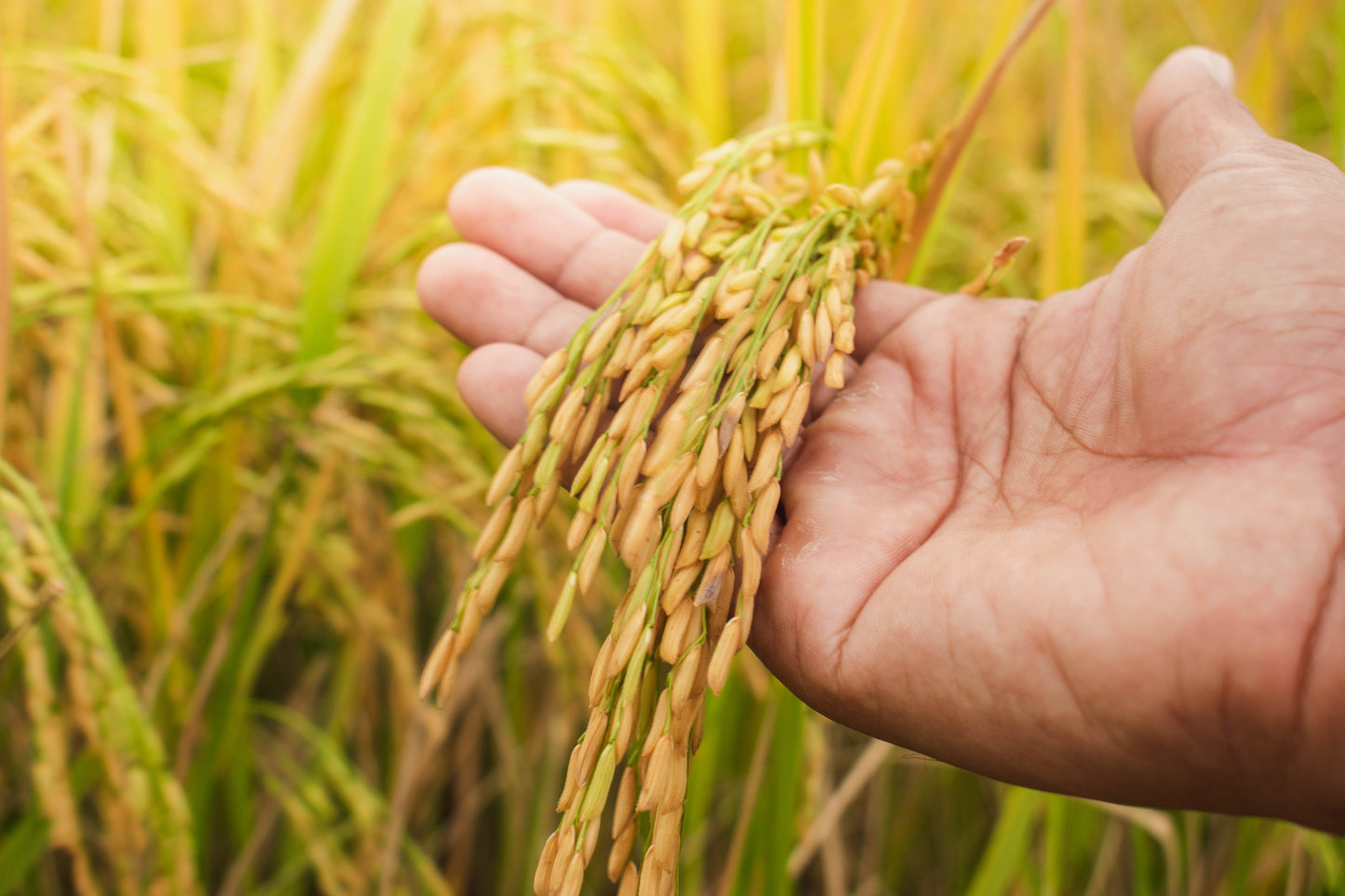 100 Long Grain BROWN WHITE RICE Oryza Sativa Vegetable Seeds