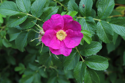 30 JAPANESE RED ROSE Bush Rosa Rugosa Rubra Rugrose Fragrant Flower Seeds