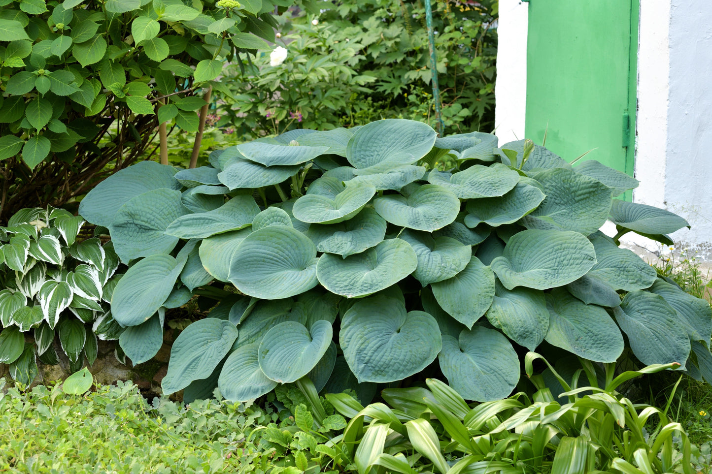 10 HOSTA ELEGANS Shade Lover Flower Seeds