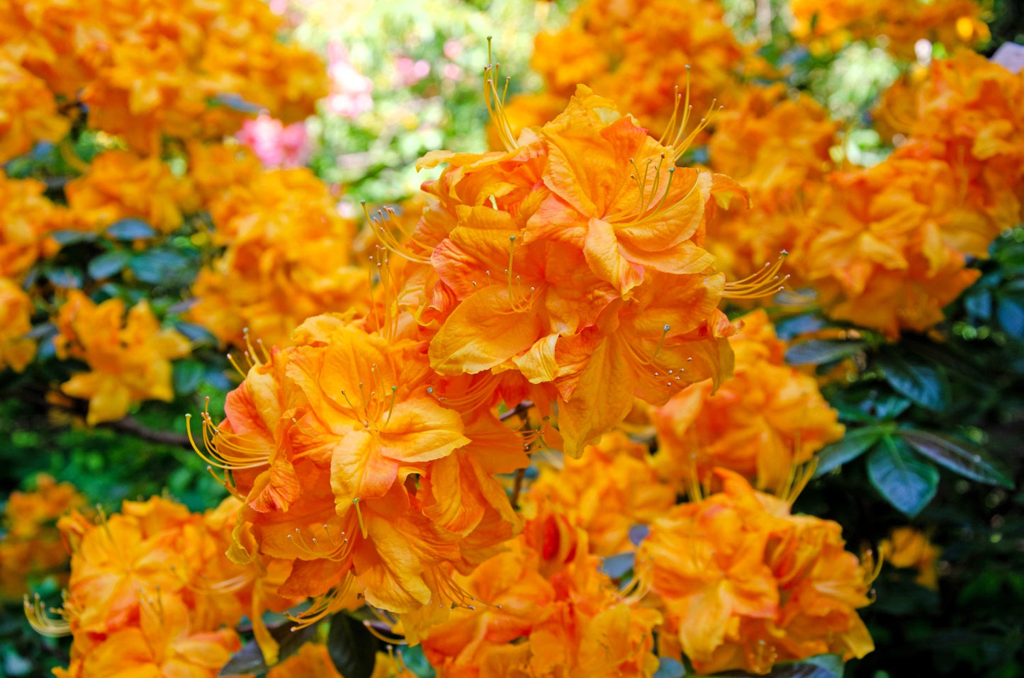 30 Orange FLAME AZALEA Rhododendron Calendulaceum Bush Shrub Flower Seeds