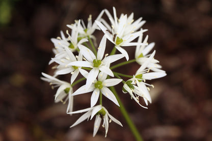 10 RAMSONS / WILD Bear GARLIC Allium Ursinum Vegetable Herb White Flower Seeds