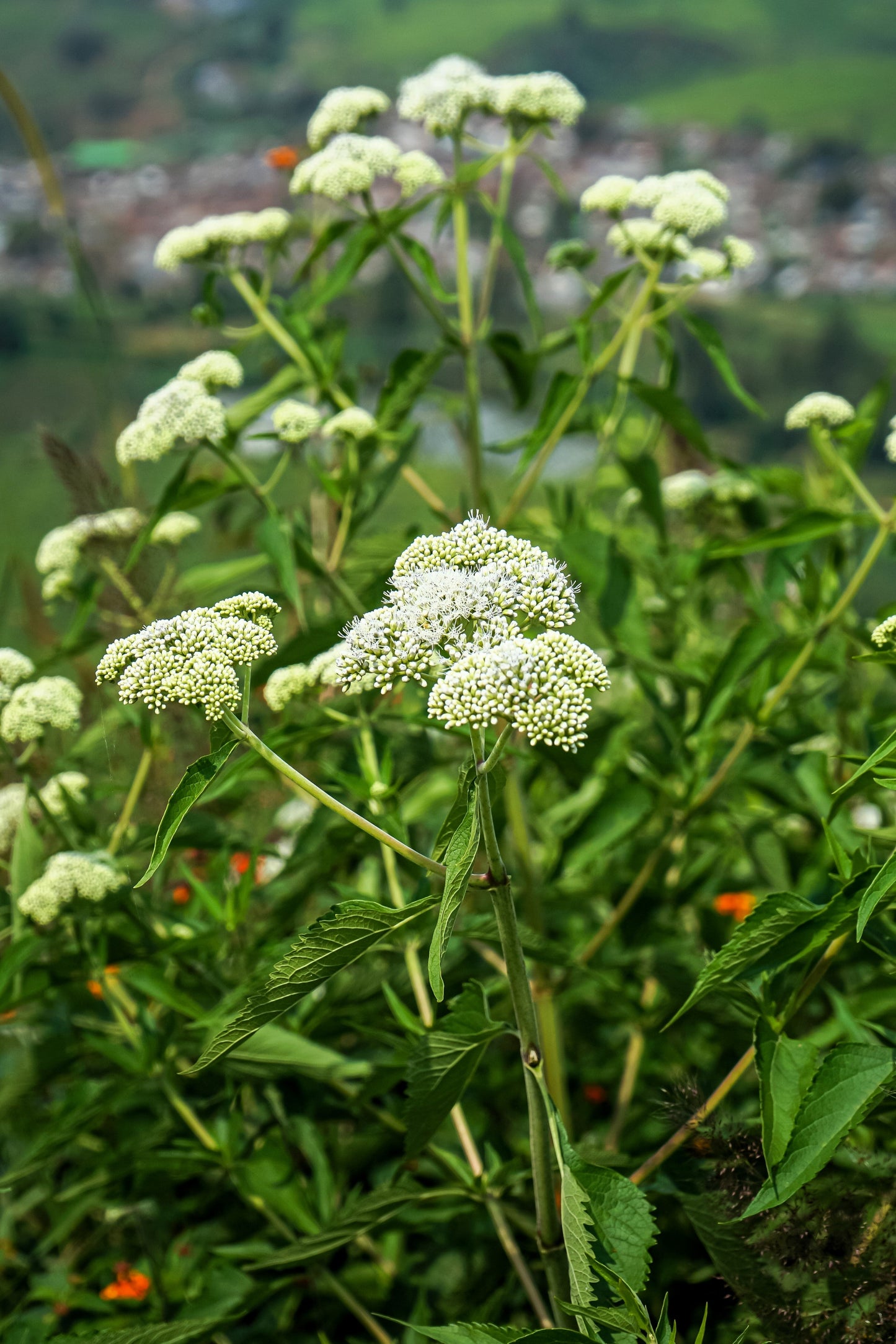 200 TALL WHITE BONESET (Thoroughwort) Eupatorium Perfoliatum Flower Seeds