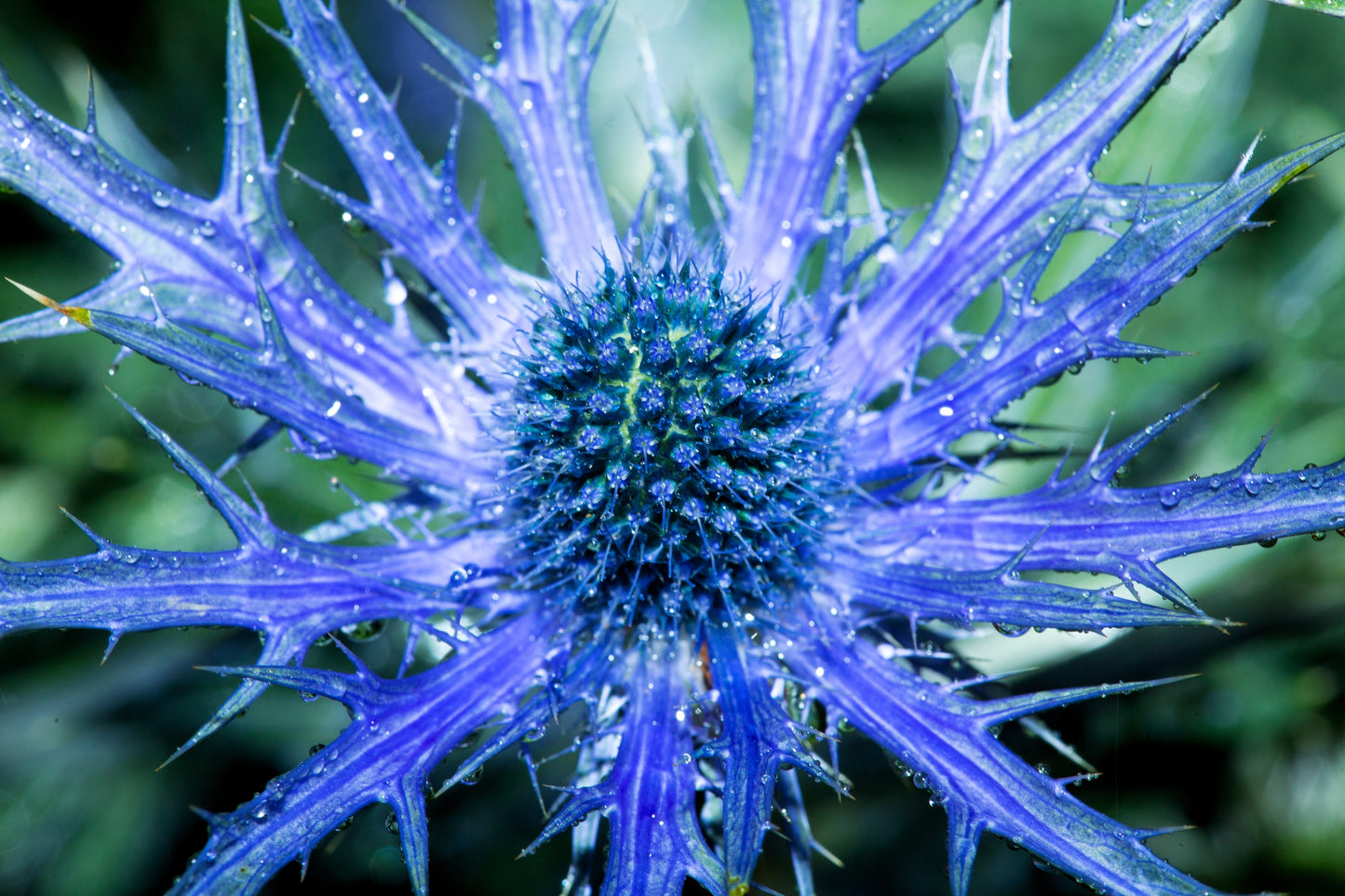25 BLUE Star SEA HOLLY Eryngium Alpinum Flower Seeds