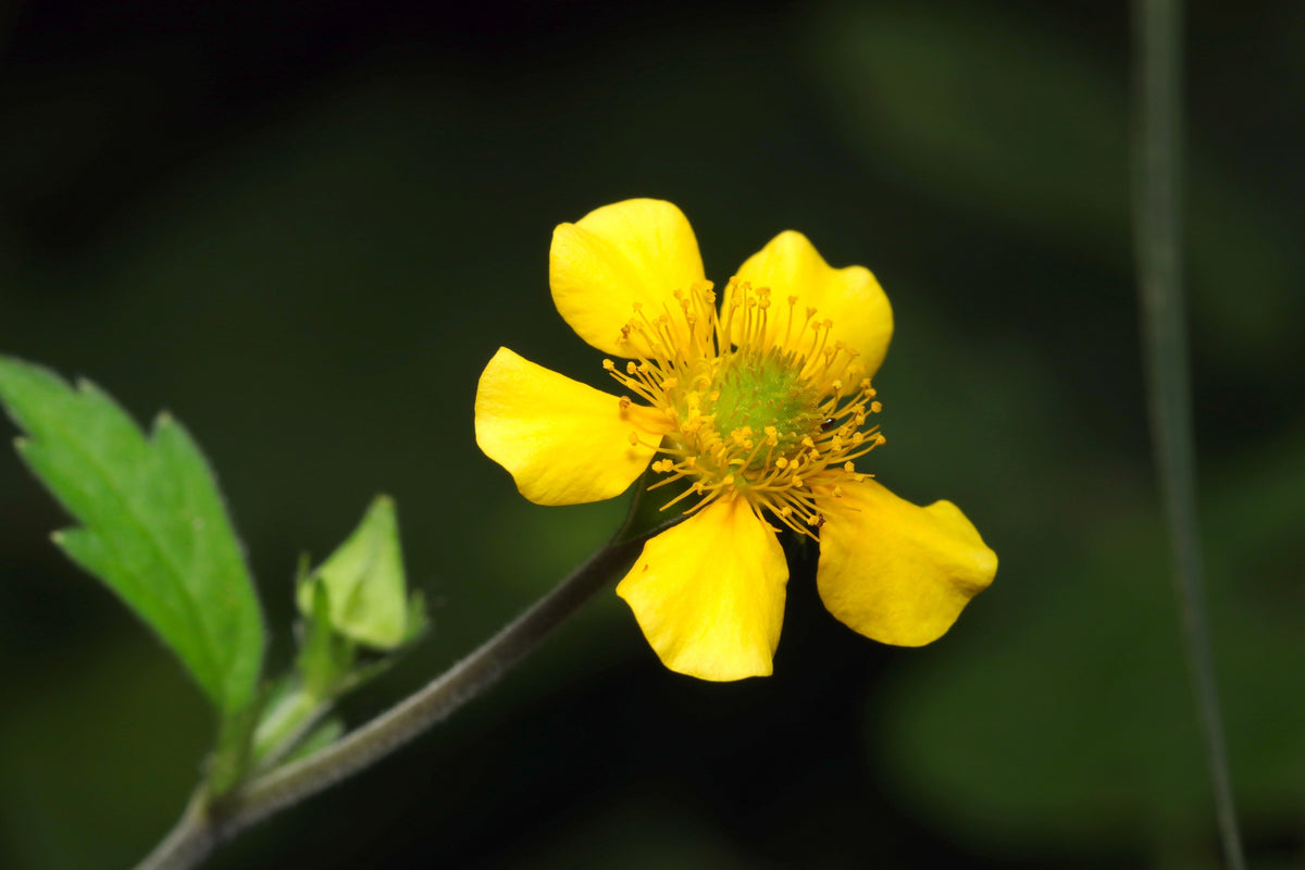 100 YELLOW AVENS Geum Aleppicum Moist Wetland Flower Seeds