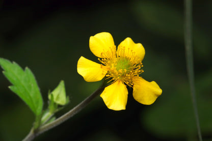 100 YELLOW AVENS Geum Aleppicum Moist Wetland Flower Seeds
