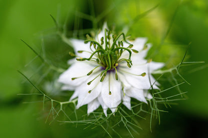 500 White LOVE IN A MIST ( Fennel Flower ) Nigella Damascena Flower Seeds