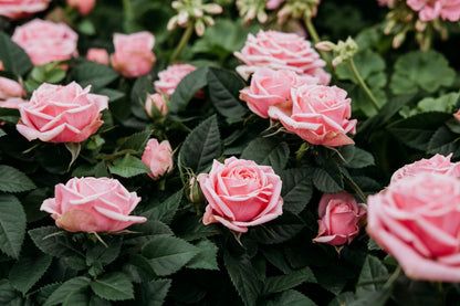 5 PINK ROSE Rosa Bush Shrub Perennial Flower Seeds