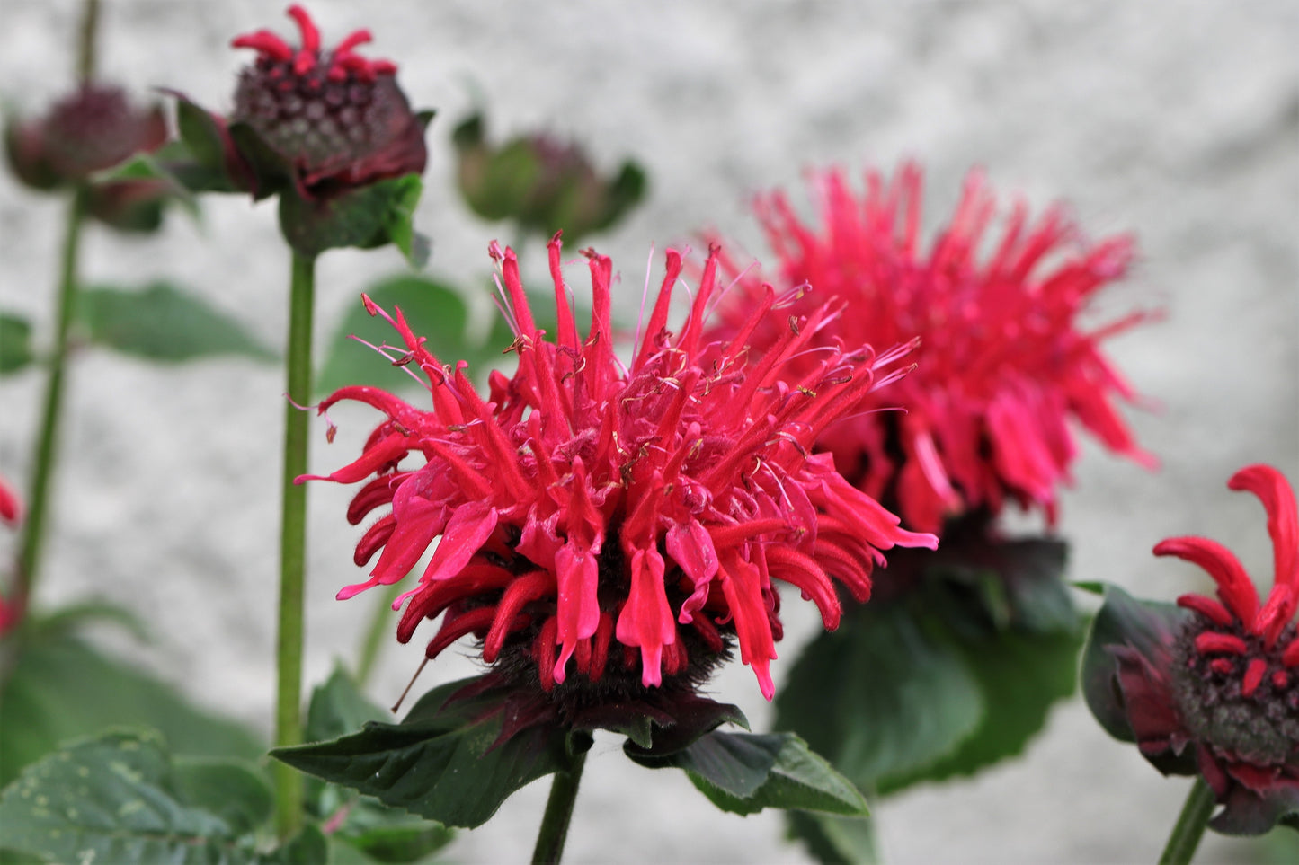 10 Panorama RED BEE BALM Monarda Didyma Oswego Tea Herb Flower Seeds
