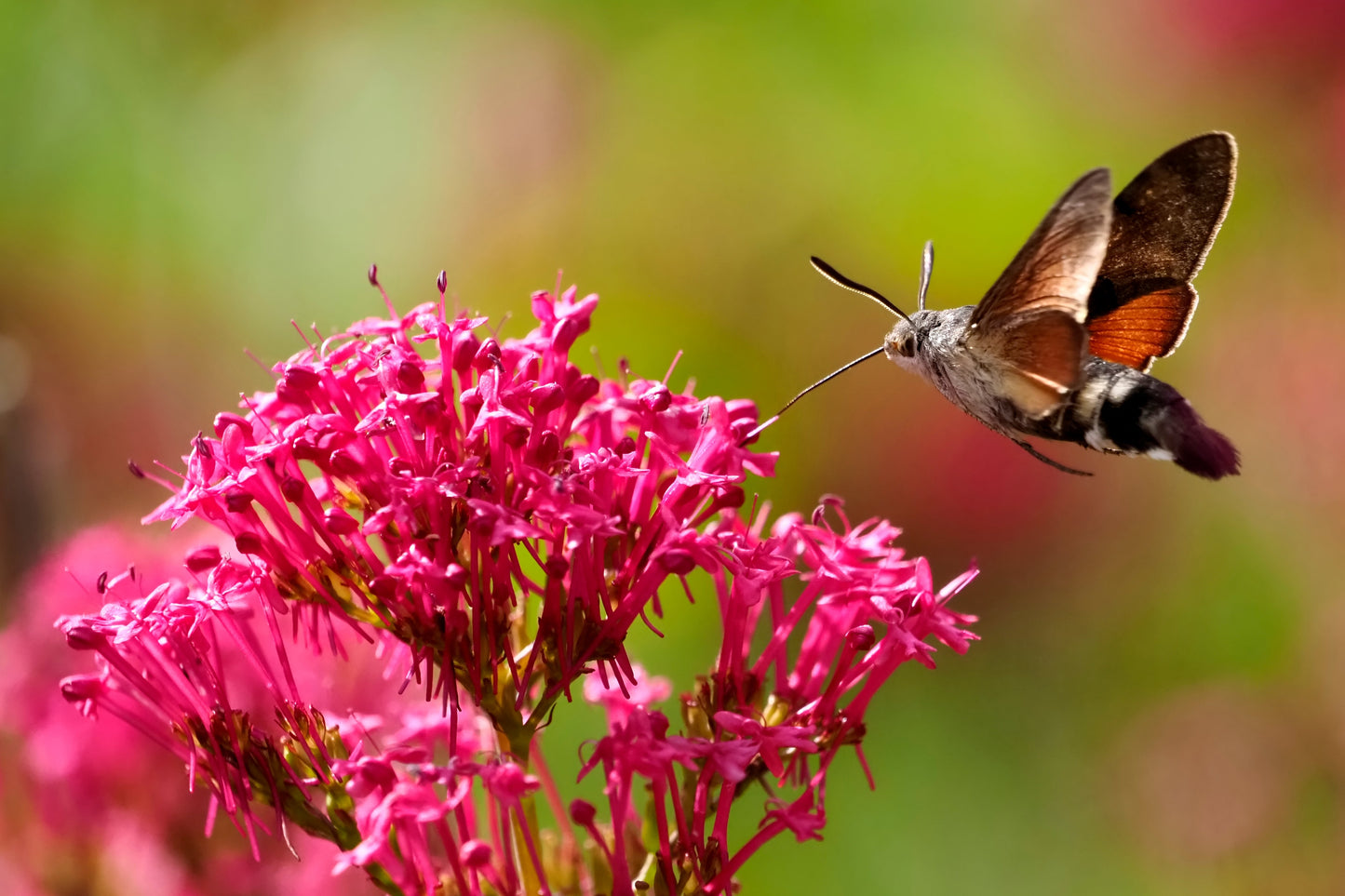 50 RED JUPITER'S BEARD Valerian Keys of Heaven Centranthus Ruber Flower Seeds