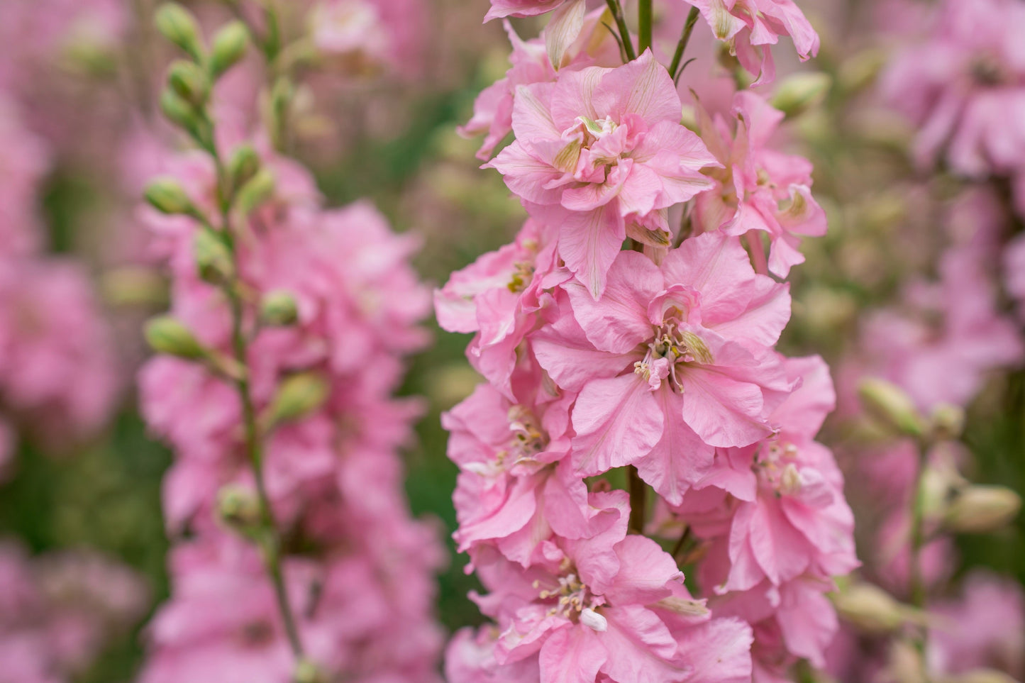 100 PINK PERFECTION LARKSPUR / DELPHINIUM Consolida Ambigua Ajacis Flower Seeds
