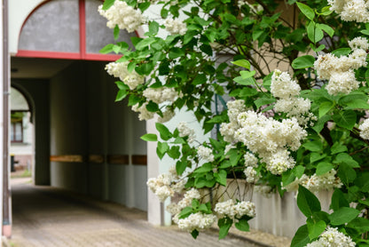 20 WHITE TREE LILAC Hummingbird Flower Fragrant Peking Syringa Pekinensis Seeds