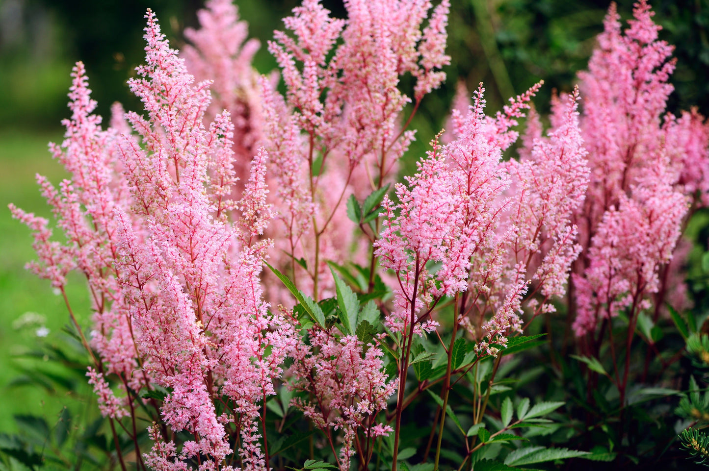 100 PINK MIX ASTILBE (False Spirea / False Goats Beard) Astilbe Chinensis Flower Seeds
