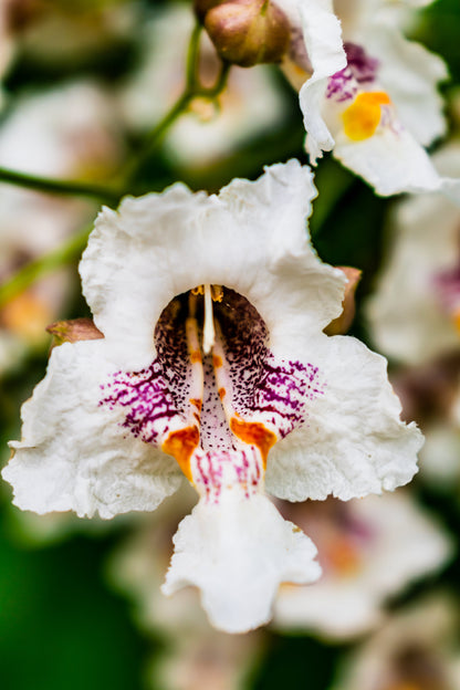 50 Flowering NORTHERN CATALPA Speciosa TREE Seeds (aka Western Catalpa or Catawba / Indian Cigar / Fish-Bait)