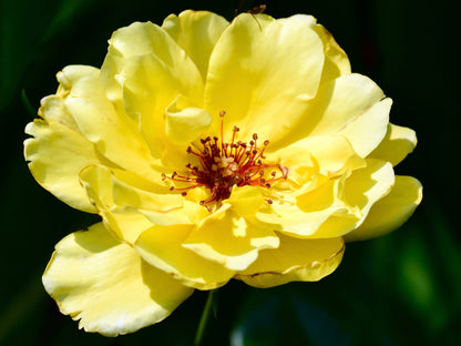 10 Yellow MANCHU ROSE Bush Rosa Xanthina Hummingbird Flower Seeds