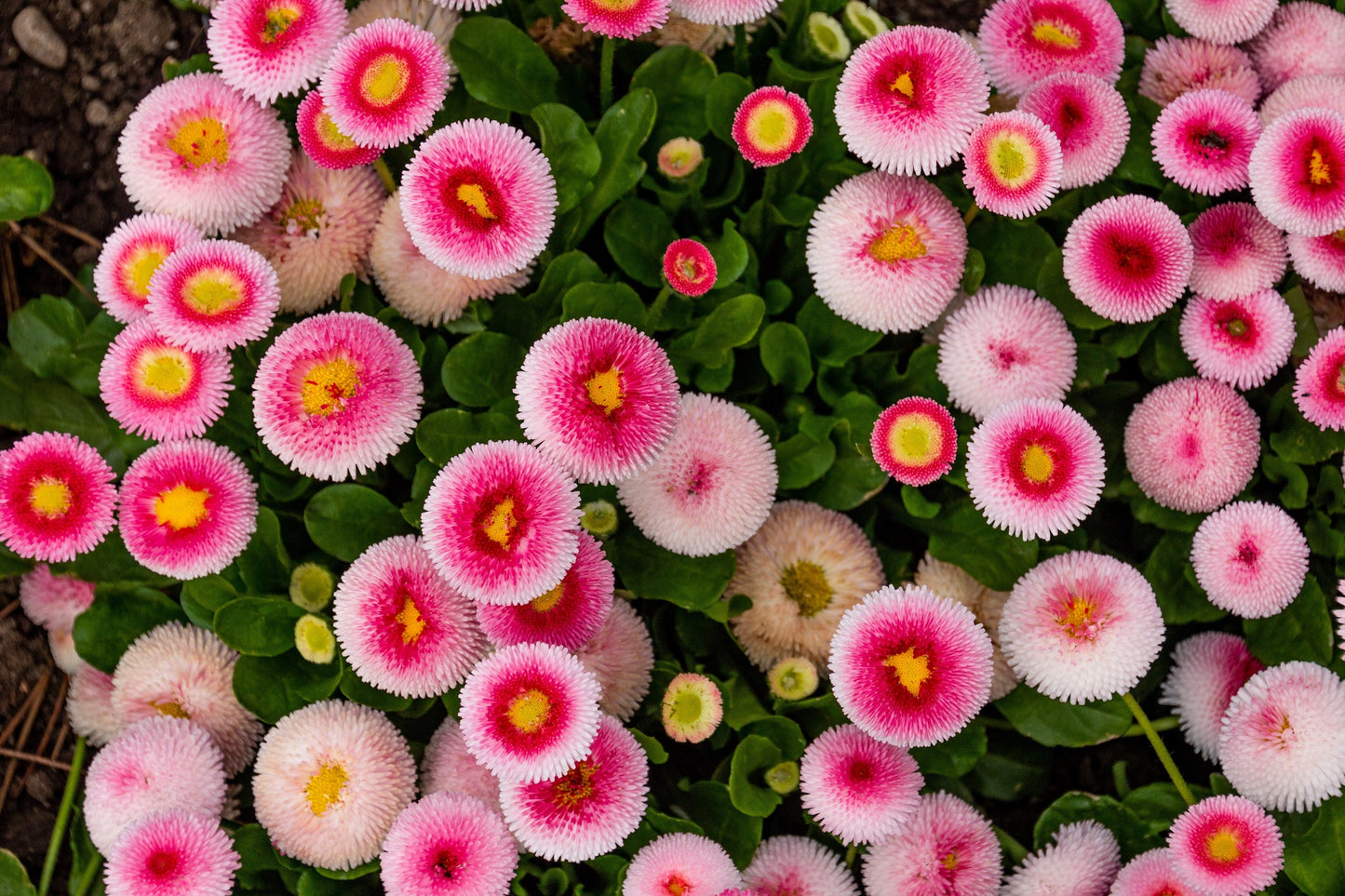 100 Strawberries & Cream ENGLISH DAISY Bellis Perennis Flower Seeds