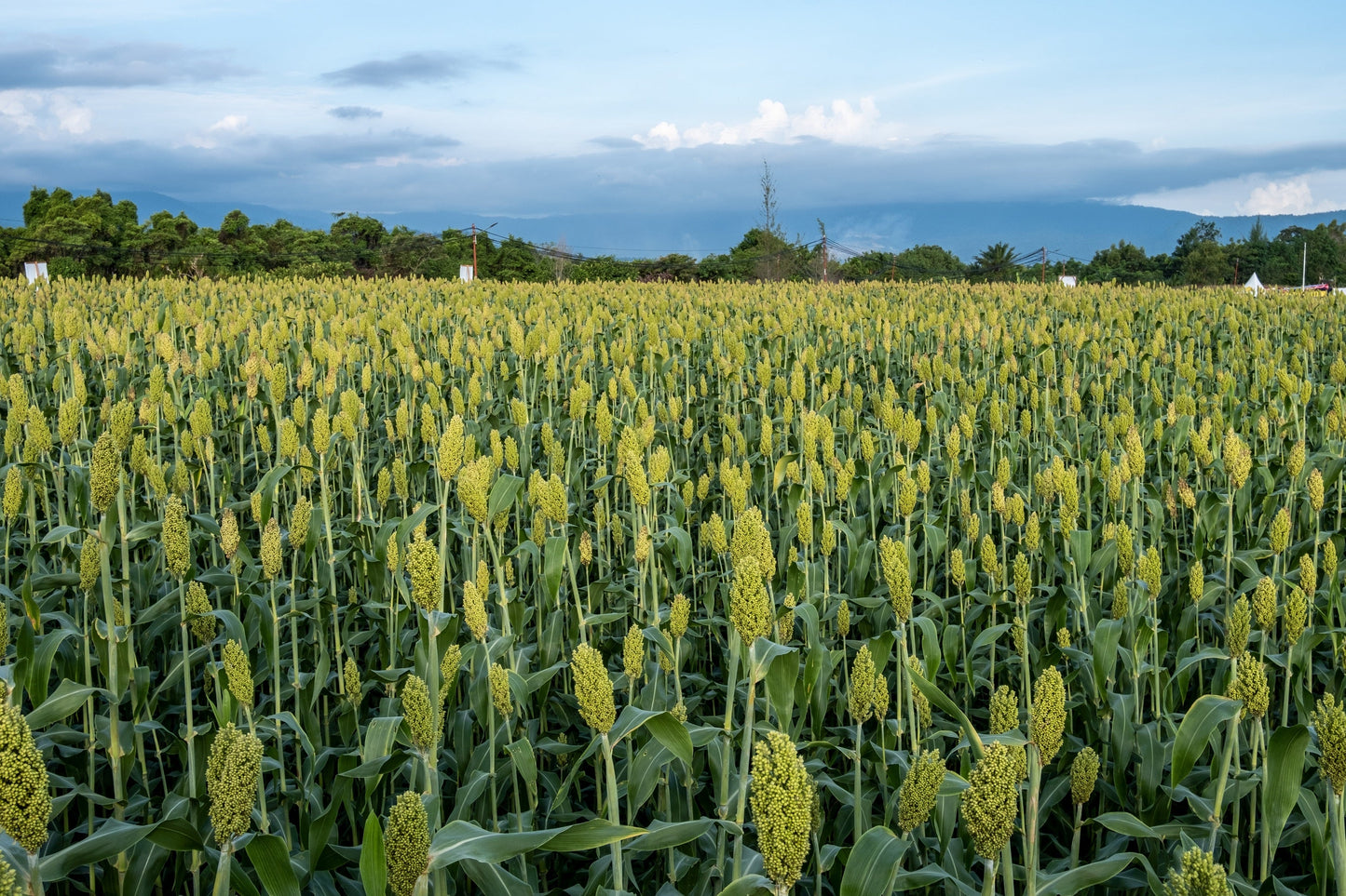 50 MENNONITE SORGHUM Sugar Cane Sorghum Bicolor Grain Vegetable Seeds