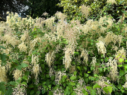 100 White OCEANSPRAY Shrub Creambush Mountain Spray Holodiscus Flower Seeds