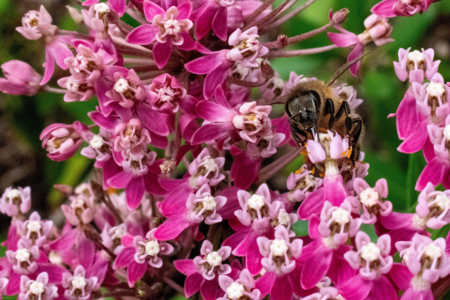 20 CINDERELLA MILKWEED Asclepias Incarnata Flower Seeds