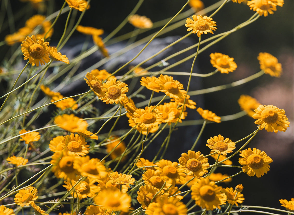500 Yellow DESERT MARIGOLD Baileya Multiradiata Showy Drought Paper Daisy Flower Herb Seeds