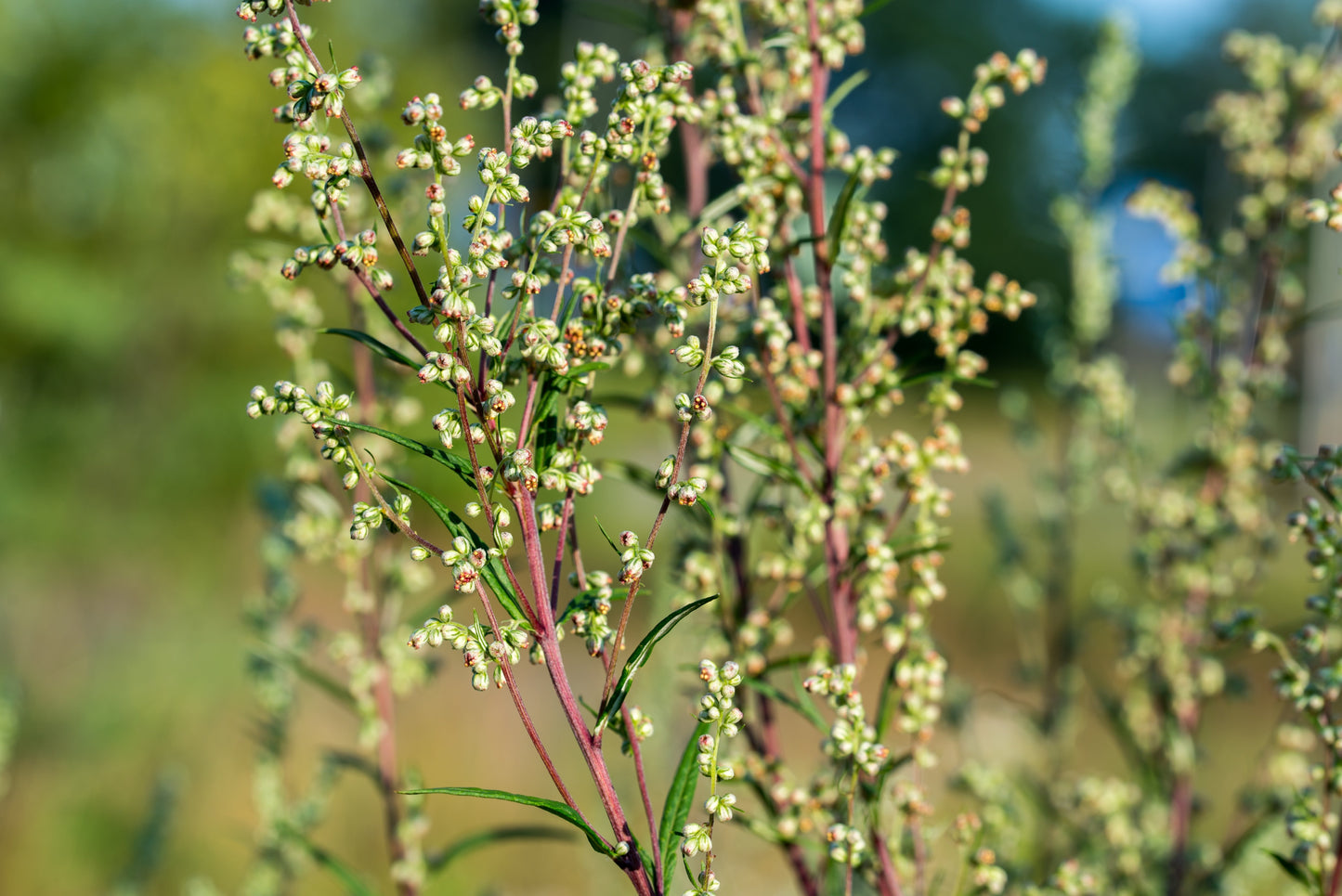 500 BEACH WORMWOOD Artemisia Campestris Caudata Silvermound Red Sagewort Herb Flower Seeds