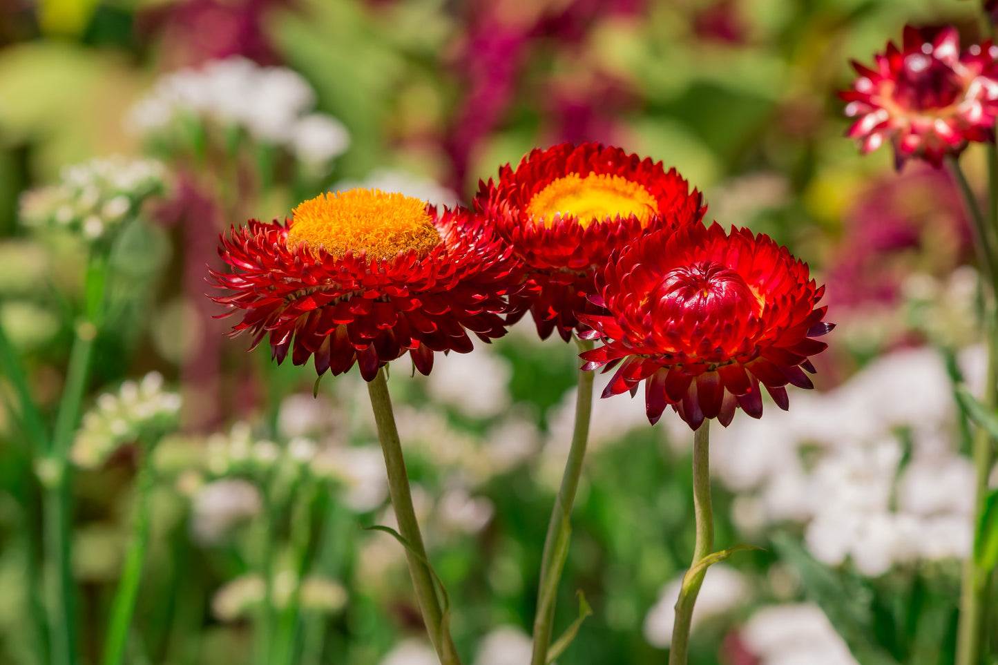 100 Red FIRE BALL STRAWFLOWER Xerochrysum Bracteatum Helichrysum Monstrosum Flower Seeds