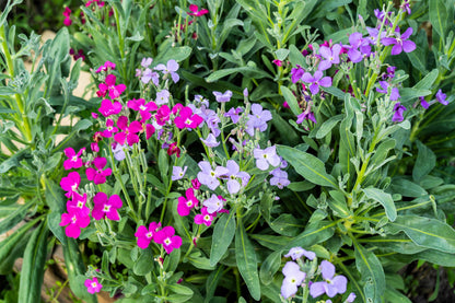 1000 EVENING (night) SCENTED STOCK Matthiola Longipetala Bicornis Flower Seeds