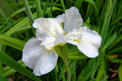 20 MIXED SIBERIAN IRIS Sibirica Iris Bicolor Blue Red White Yellow Purple Siberian Flag Flower Seeds