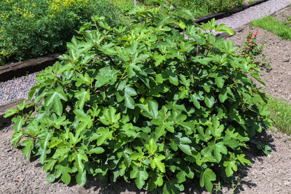 30 COMMON Edible FIG TREE Ficus Carica Purple Brown Skin Pink Flesh Fruit Seeds