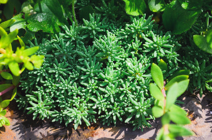 25 Spanish STONECROP / SEDUM HISPANICUM Groundcover Flower Seeds