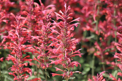 30 Red AGASTACHE HEATHER QUEEN Hummingbrid Mint Hyssop Flower Herb Seeds