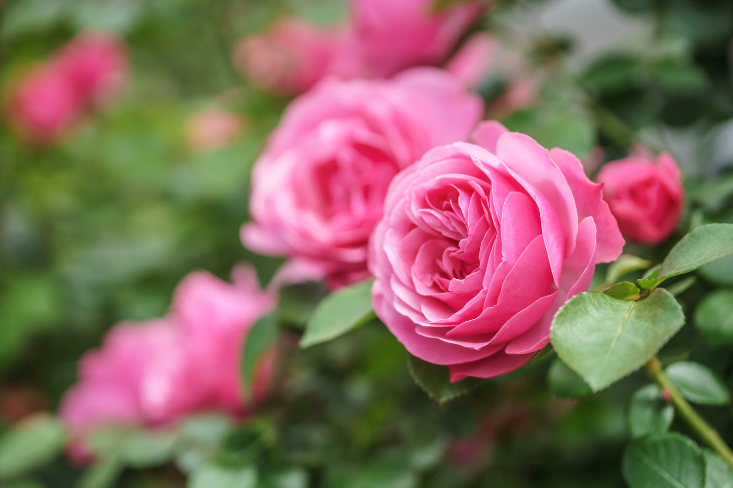 5 PINK ROSE Rosa Bush Shrub Perennial Flower Seeds