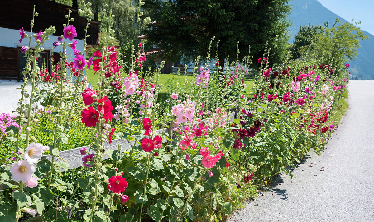 50 Mixed Colors HOLLYHOCK KING HENRY VIII Mix Alcea Rosea Flower Seeds