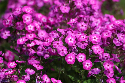 10 TALL GARDEN PHLOX Paniculata Mixed Colors 'New Hybrids Mix' Flower Seeds
