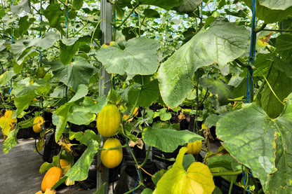 50 EARLY SILVER LINE MELON Cucumis Melo Yellow Striped Skin White Flesh Korean Fruit Seeds