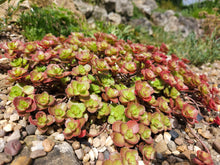 50 PURPLE CARPET SEDUM Spurium Coccineum Groundcover Flower Seeds