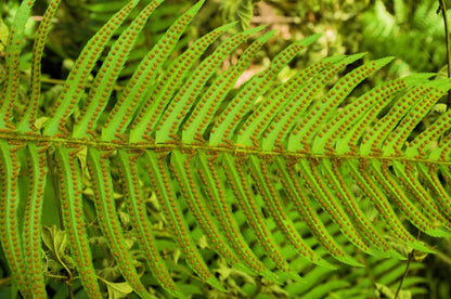 1500 Western SWORD FERN Giant Holly Swordfern Polystichum Munitum Aspidium Solitarium Spores Seeds