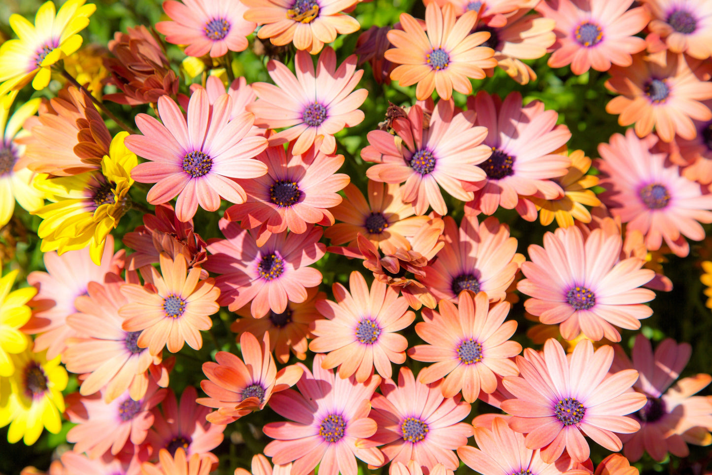 20 MIXED COLORS OSTEOSPERMUM Ecklonis African Cape Daisy Flower Seeds