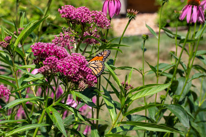 20 CINDERELLA MILKWEED Asclepias Incarnata Flower Seeds