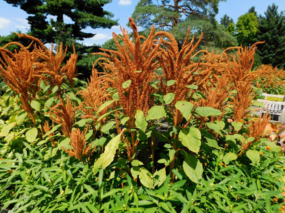 100 Organic HOT BISCUITS AMARANTHUS Cruentus Coppery Bronze Plumes Flower Seeds