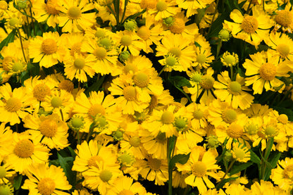 2000 AUTUMN SNEEZEWEED (Dogtooth Daisy / Helens Flower / Bittersweet) Helenium Autumnale Flower Seeds