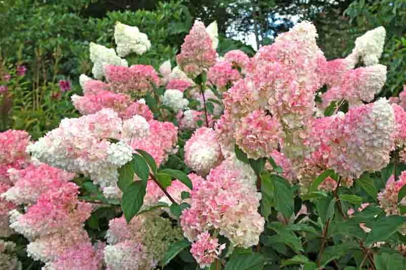 4 Vanilla Strawberry Hydrangea Cuttings – Hydrangea paniculata 'Renhy' Unrooted Wood for Propagation and Grafting