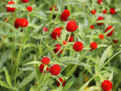 50 GLOBE AMARANTH MIX Gomphrena Globosa Mixed Colors Amaranthus Flower Seeds