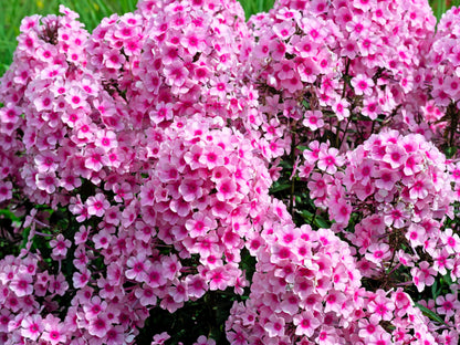 10 TALL GARDEN PHLOX Paniculata Mixed Colors 'New Hybrids Mix' Flower Seeds
