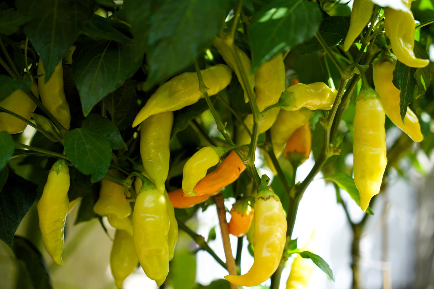 25 Aji SUGAR RUSH PEACH PEPPER Hot Sweet Fruity Capsicum Baccatum Vegetable Seeds