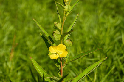 1000 Yellow SEEDBOX (Bushy Water Primrose / Rattlebox / False Loosestrife) Ludwigia Alternifolia Flower Seeds