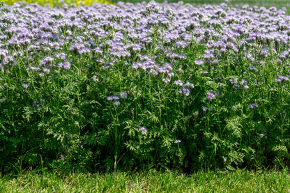 300 PURPLE TANSY Lacy Fiddleneck Phacelia Tanacetifolia Flower Seeds