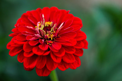 250 Red CHERRY QUEEN ZINNIA Elegans Flower Seeds