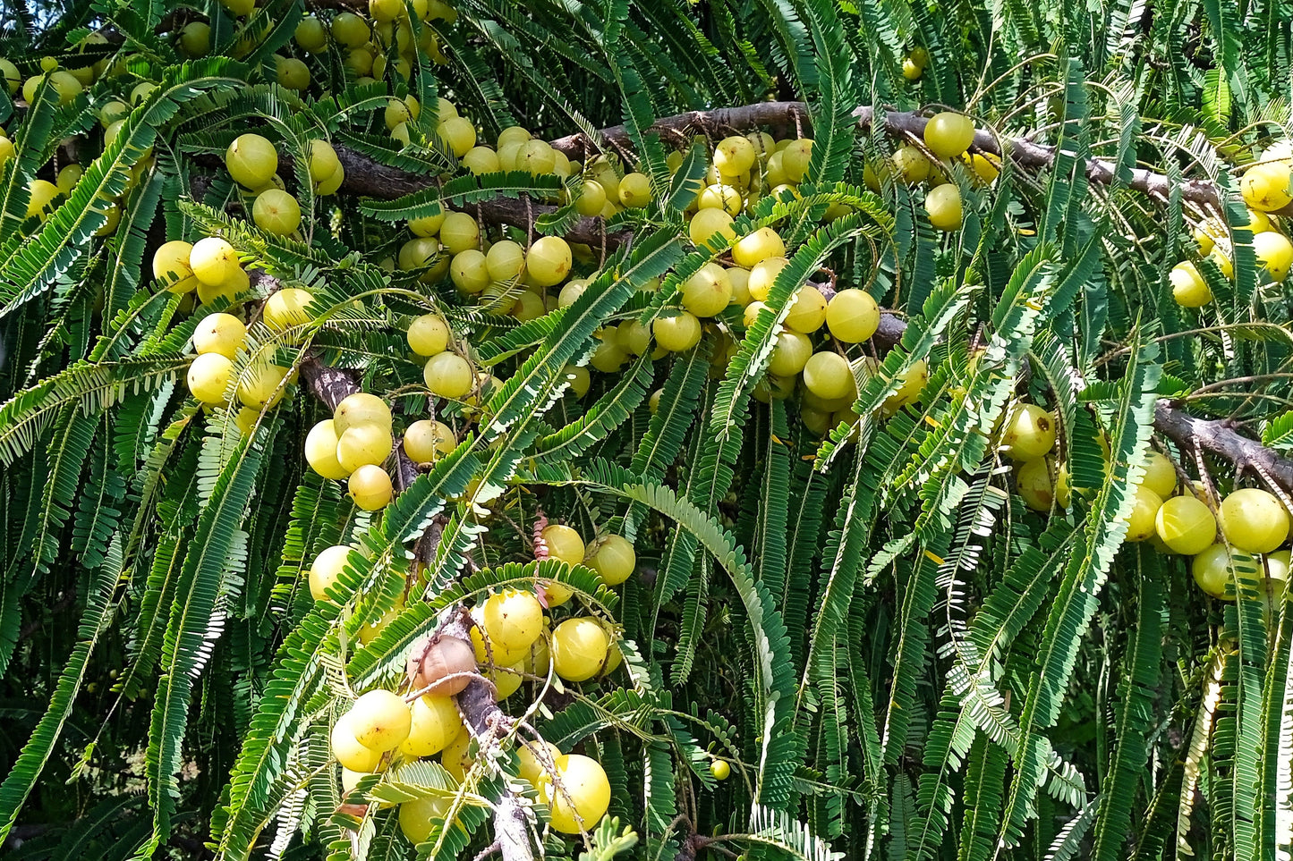 10 INDIAN GOOSEBERRY Phyllanthus Emblica Emblic Edible Fruit Tree Seeds